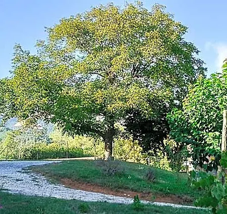 Oda ve Kahvaltı Dolcedorme Del Pollino Morano Calabro