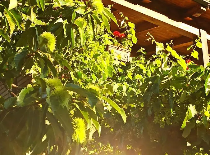 Dolcedorme Del Pollino 3* 莫拉诺卡拉布罗